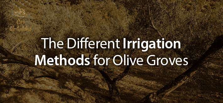 Los-diferentes-métodos-de-riego-para-el-olivar