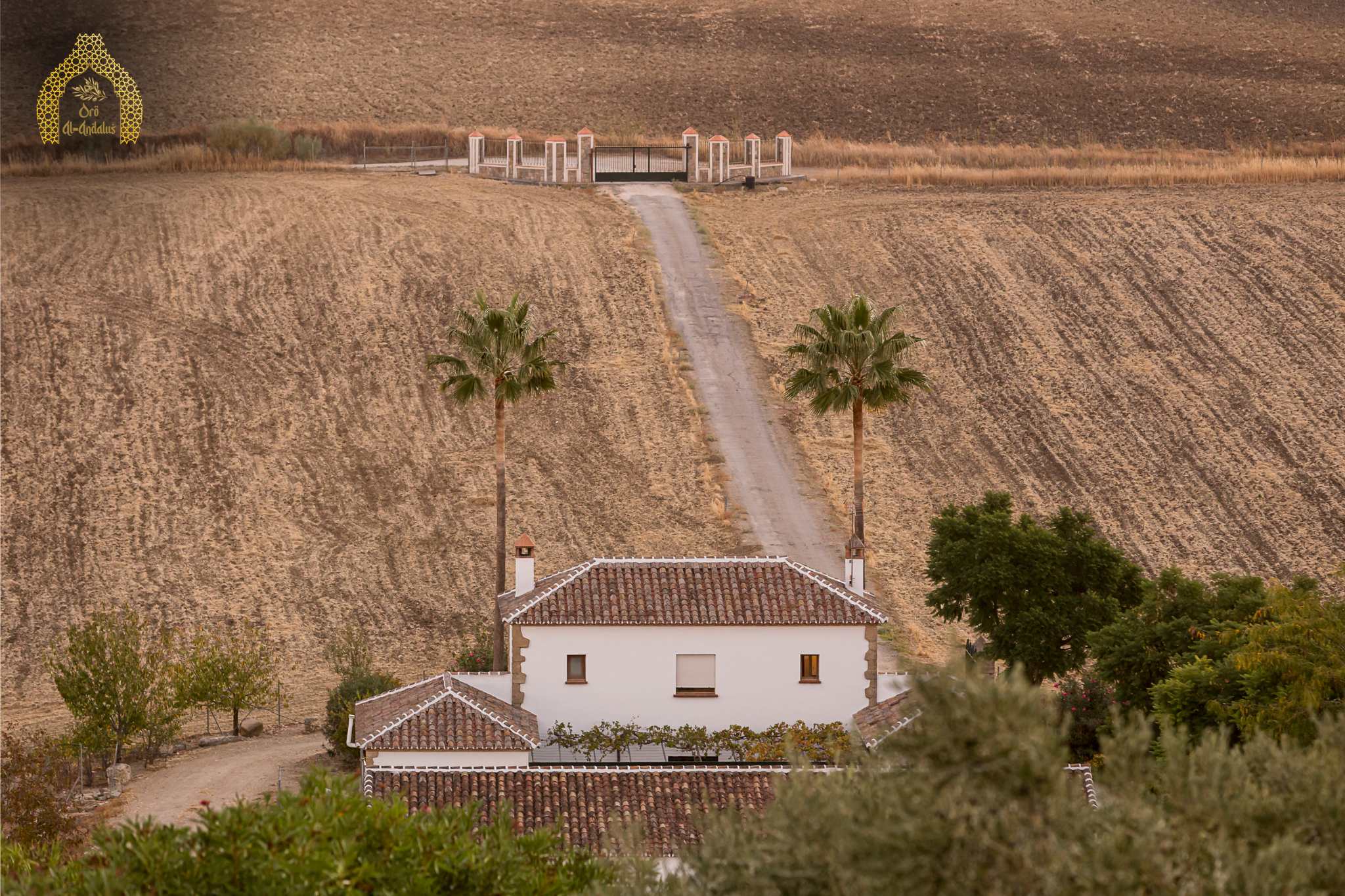 La_importancia_del_cultivo_del_olivar