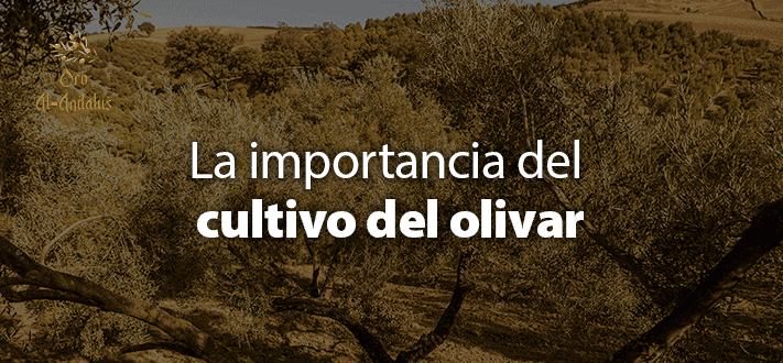 La_importancia_del_cultivo_del_olivar