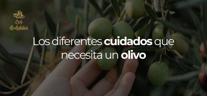 los-diferentes-cuidados-que-necesita-un-olivo