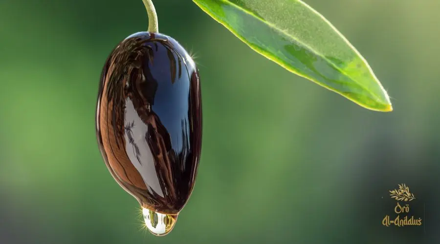 aceituna-de-calidad